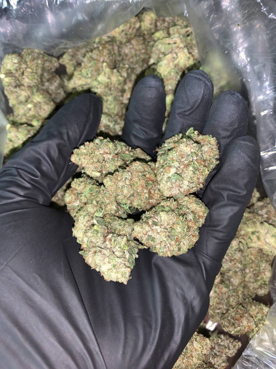 Blue Nerds flower